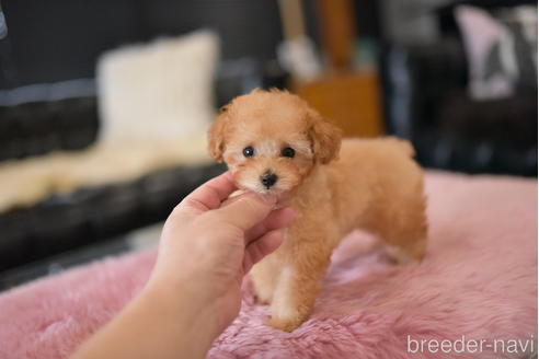 成約済の茨城県のティーカッププードル-196617の2枚目