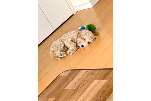 成約済の東京都のミックス犬-176789の3枚目