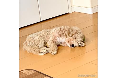 成約済の東京都のミックス犬-176789の2枚目