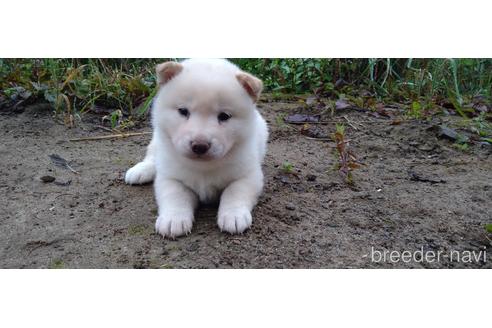 成約済の北海道の柴犬-196165の6枚目