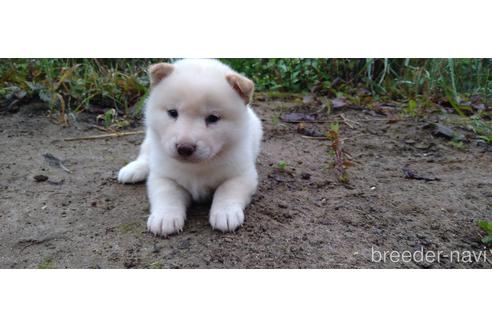 成約済の北海道の柴犬-196165の5枚目