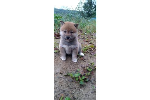 成約済の北海道の柴犬-196166の18枚目