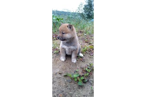 成約済の北海道の柴犬-196166の17枚目