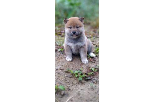 成約済の北海道の柴犬-196166の16枚目