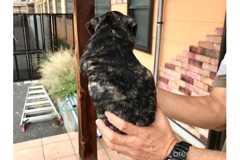 成約済の山口県のフレンチブルドッグ-193201の4枚目