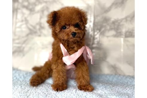 成約済の福岡県のティーカッププードル-195694の16枚目