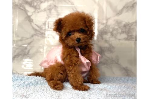 成約済の福岡県のティーカッププードル-195694の15枚目