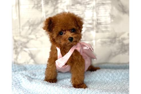 成約済の福岡県のティーカッププードル-195694の14枚目