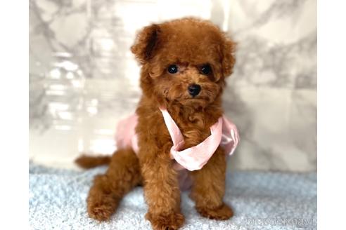 成約済の福岡県のティーカッププードル-195694の12枚目