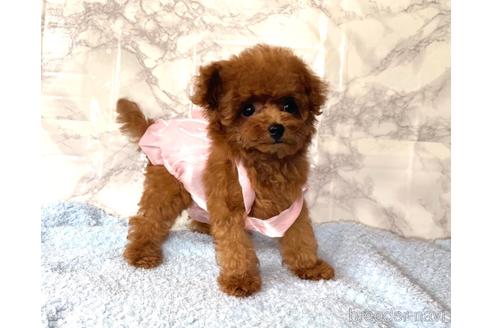 成約済の福岡県のティーカッププードル-195694の13枚目