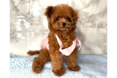 成約済の福岡県のティーカッププードル-195694の11枚目