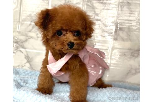 成約済の福岡県のティーカッププードル-195694の10枚目