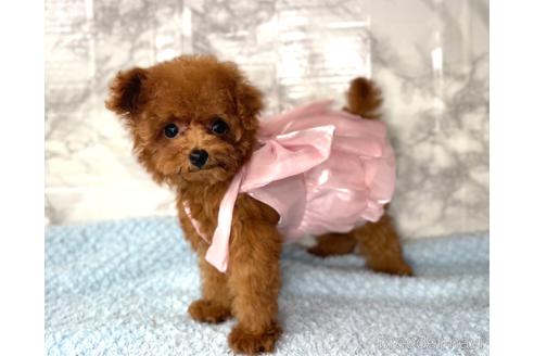 成約済の福岡県のティーカッププードル-195694の9枚目