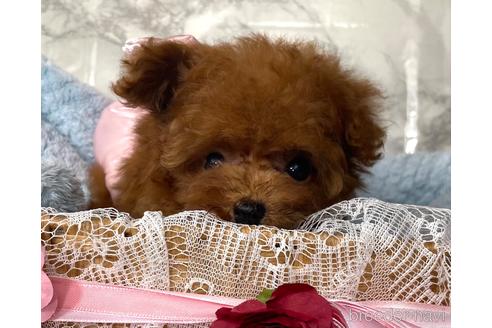 成約済の福岡県のティーカッププードル-195694の1枚目