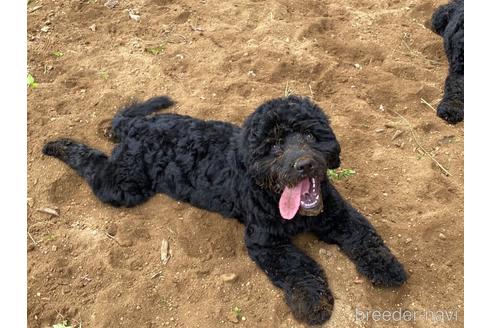 成約済の東京都のミックス犬-187324の8枚目