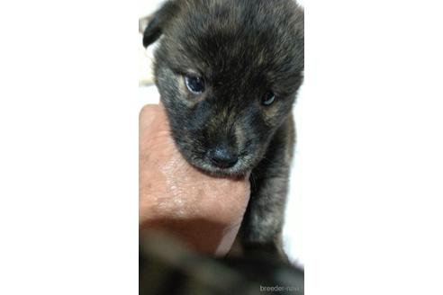 成約済の滋賀県のミックス犬-196559の9枚目