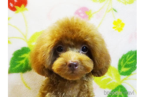 千葉県のティーカッププードル 女の子 22 04 17生まれ レッド 子犬id ブリーダーナビ
