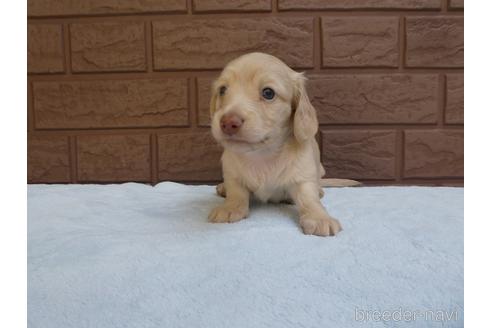 成約済の埼玉県のミニチュアダックスフンド(ロングヘアード)-198742の3枚目