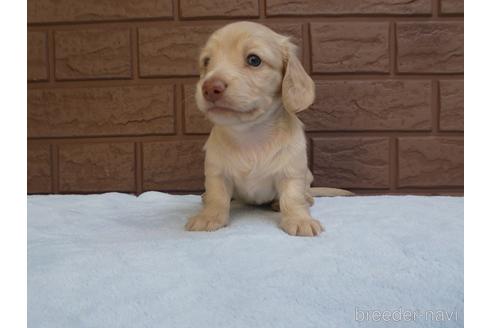 成約済の埼玉県のミニチュアダックスフンド(ロングヘアード)-198742の2枚目