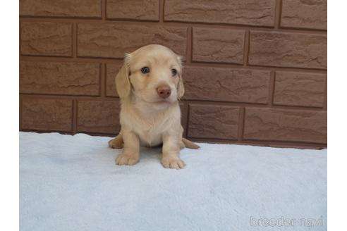 成約済の埼玉県のミニチュアダックスフンド(ロングヘアード)-198742