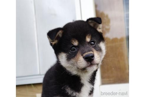 成約済の埼玉県の柴犬-193447の1枚目