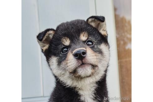 成約済の埼玉県の柴犬-193447の4枚目