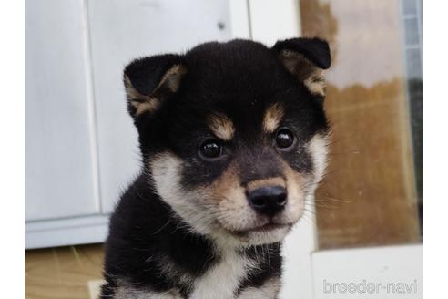 成約済の埼玉県の柴犬-193447の5枚目