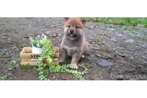成約済の北海道の柴犬-196166の15枚目