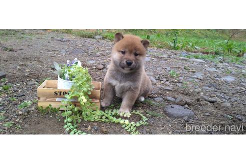 成約済の北海道の柴犬-196166の15枚目