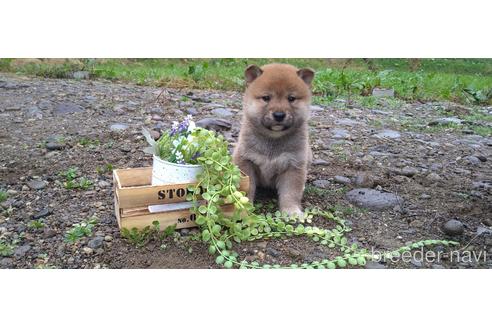 成約済の北海道の柴犬-196166の13枚目