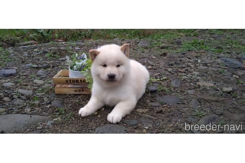 成約済の北海道の柴犬-196163の1枚目