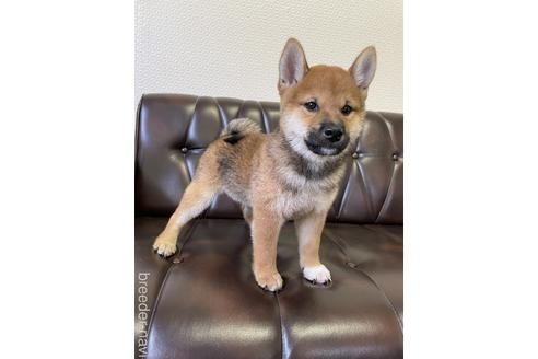 成約済の滋賀県の柴犬-194635の1枚目