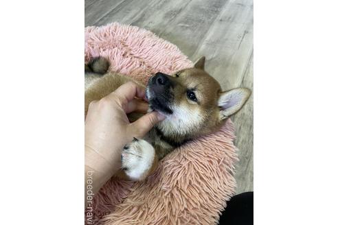 成約済の滋賀県の柴犬-194635の6枚目