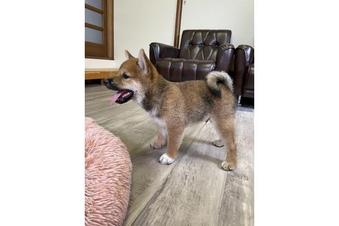 成約済の滋賀県の柴犬-194635の5枚目