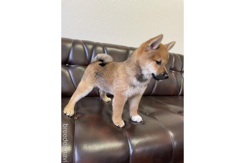 成約済の滋賀県の柴犬-194635の4枚目