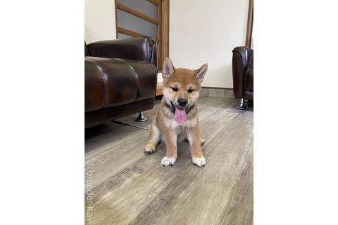 成約済の滋賀県の柴犬-194637の1枚目