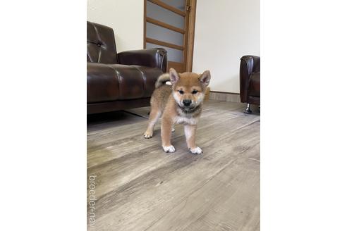 成約済の滋賀県の柴犬-194637の6枚目
