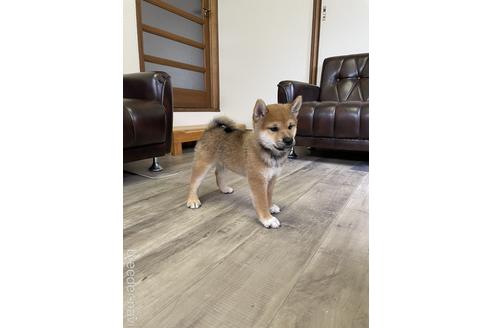 成約済の滋賀県の柴犬-194637の5枚目