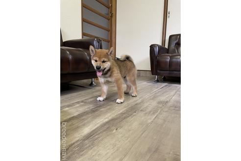 成約済の滋賀県の柴犬-194637の4枚目