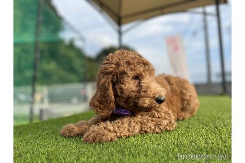 成約済の栃木県のスタンダードプードル-192727の4枚目