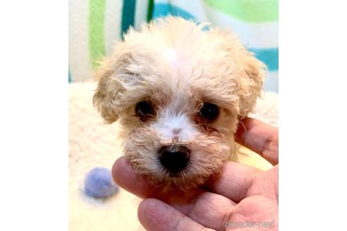 成約済の東京都のミックス犬-192324の32枚目