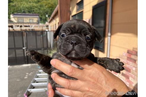 成約済の山口県のフレンチブルドッグ-194168の4枚目