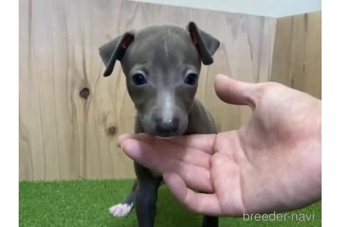 成約済の愛知県のイタリアングレーハウンド(イタグレ)-198911の1枚目