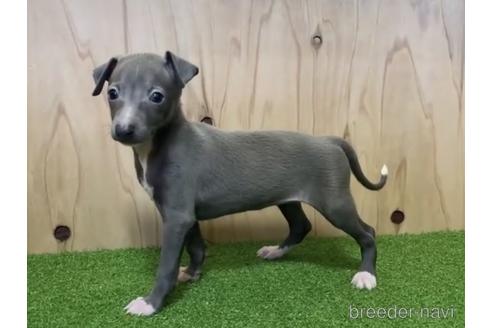 成約済の愛知県のイタリアングレーハウンド(イタグレ)-198911の2枚目