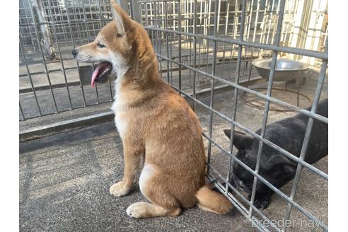 成約済の愛知県の柴犬-198080の7枚目