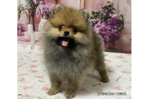 成約済の埼玉県のポメラニアン-194028の20枚目