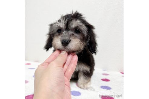 成約済の福岡県のマルックス:マルチーズ×ミニチュアダックスフンド-190185の60枚目