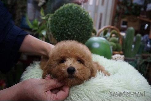 成約済の京都府のタイニープードル-191759の1枚目