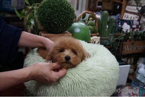 成約済の京都府のタイニープードル-191759の2枚目