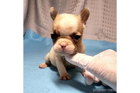 成約済の茨城県のフレンチブルドッグ-199082の1枚目